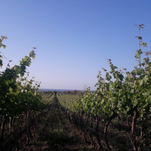 Vineyard in Valledoria