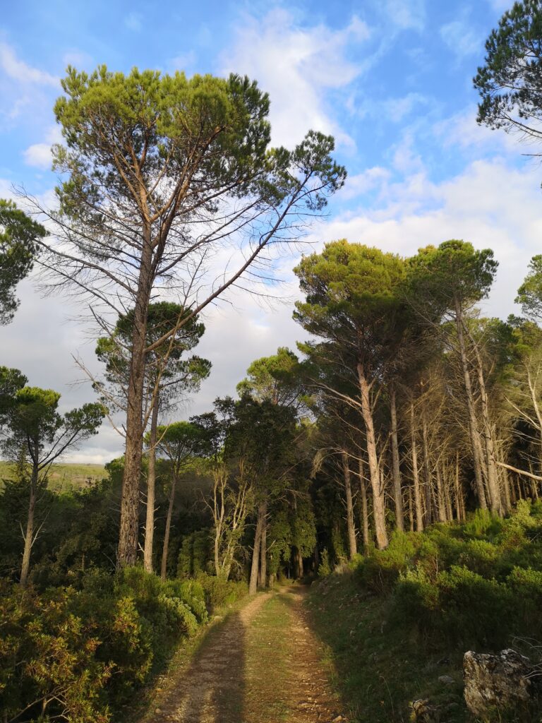 Pines of the Aymerich's Park
Winter in Sardinia : Visit Laconi